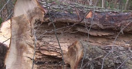 “Pomnikowe” drzewa masowo wycinane przez Lasy Państwowe. Aktywiści alarmują