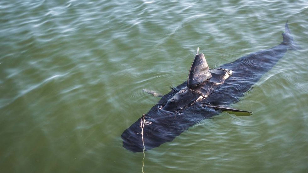 GhostSwimmer: najniebezpieczniejsza ryba świata. Podwodny dron w kształcie rekina 1