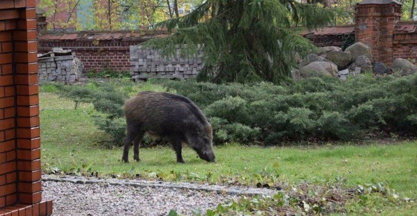 Pruszcz Gdański: Coraz częściej spotykamy dziki jesienią. Jak się zachować?