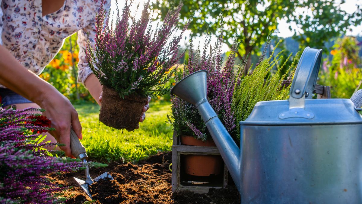 Domowa odżywka do wrzosów skutecznie je wzmocni