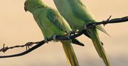 Polskie rolnictwo zagrożone przez... inwazję papug
