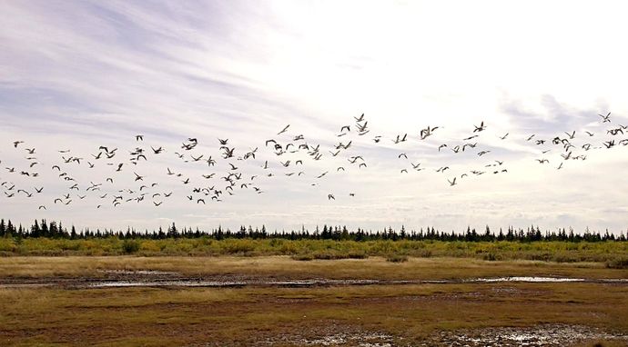 Fascynująca Kanada - Dzikie lato