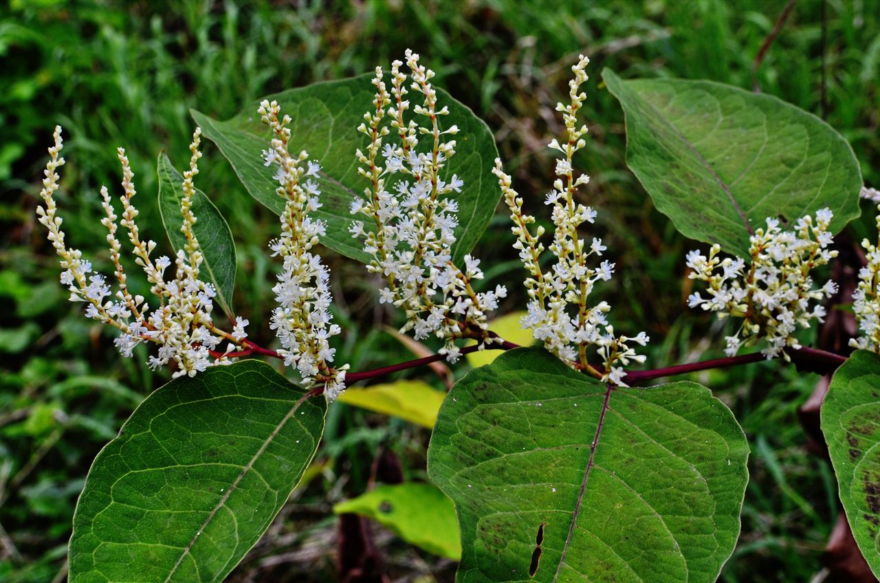 Japanese knotweed