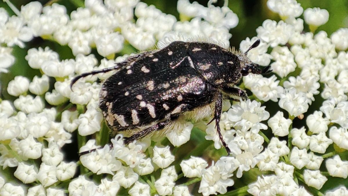 Łanocha pobrzęcz obecny jest już praktycznie w całym kraju.