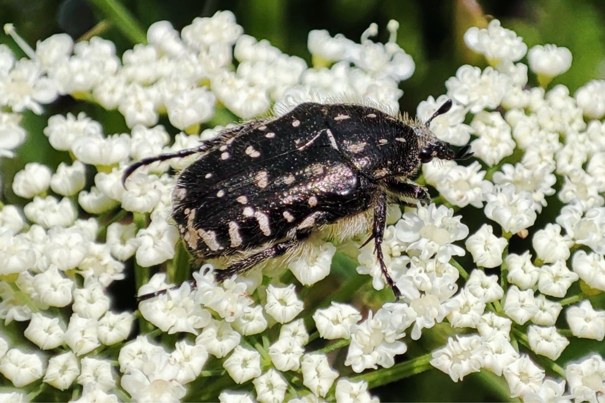 Kiedyś ich prawie nie było. Teraz występują niemal w całej Polsce