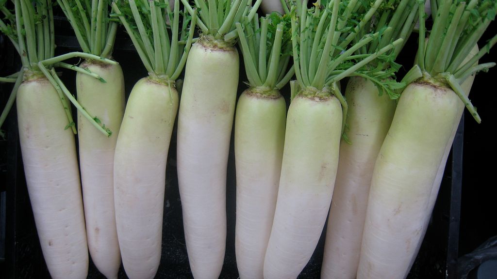 Surowa podłużna biała rzodkiewka