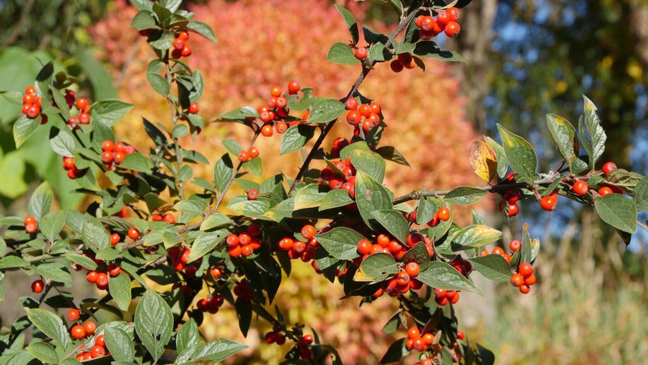 Zakończenie sezonu 2025 w Arboretum Wojsławic