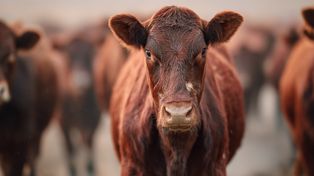 Mięsożerne larwy atakują Teksas! Kanada zamyka granicę dla bydła i koni