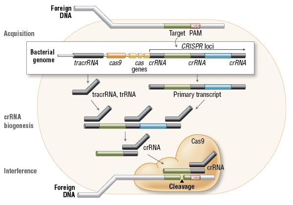 Funkcjonowanie CRISPR w bakteriach (źródło: NEB expressions Issue I)