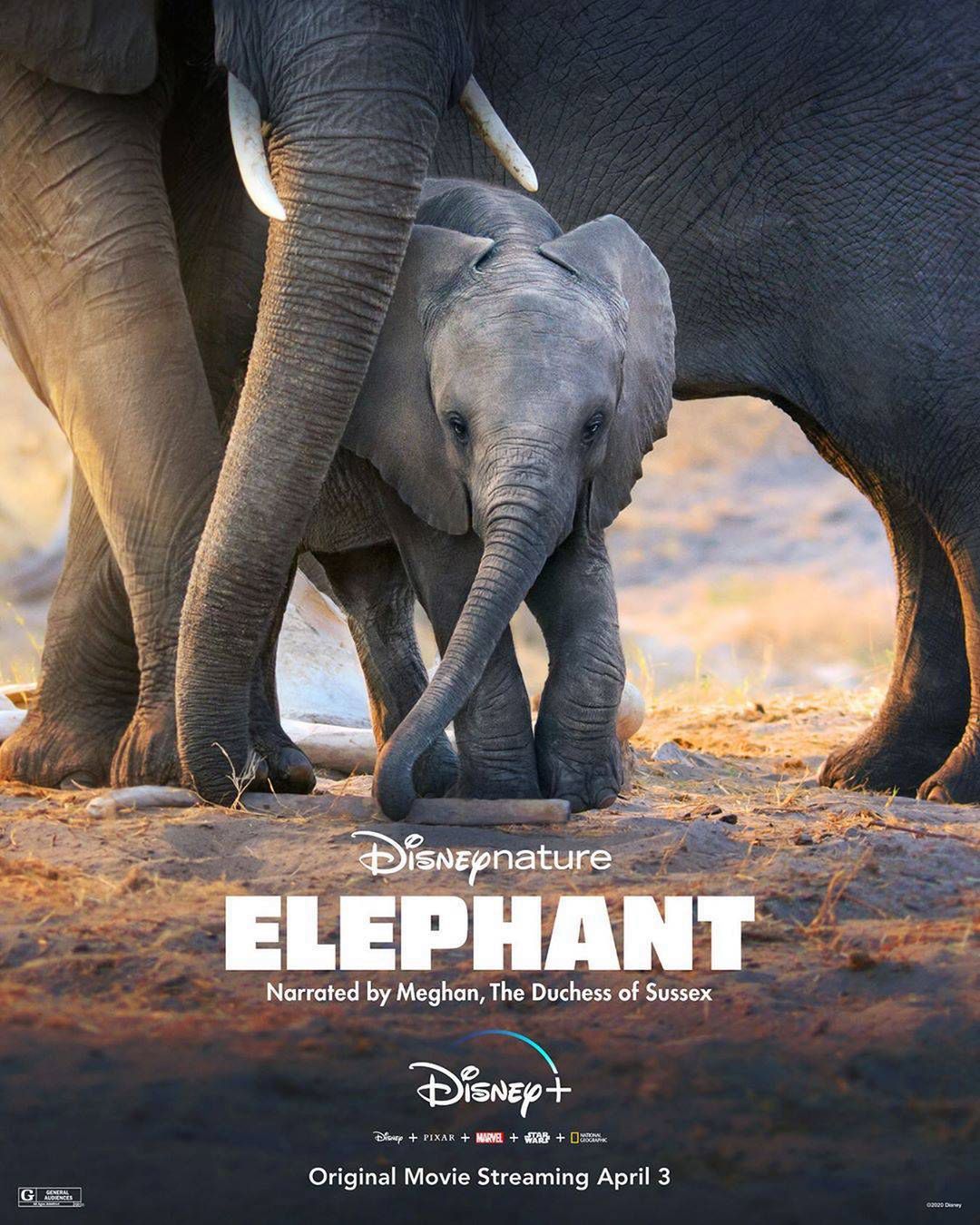 Elephant, Instagram Disney +