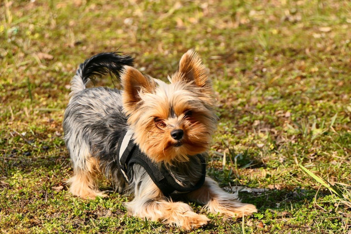 Amstaff rzucił się na yorka i dotkliwie go pogryzł. Nikosia trzeba było uśpić