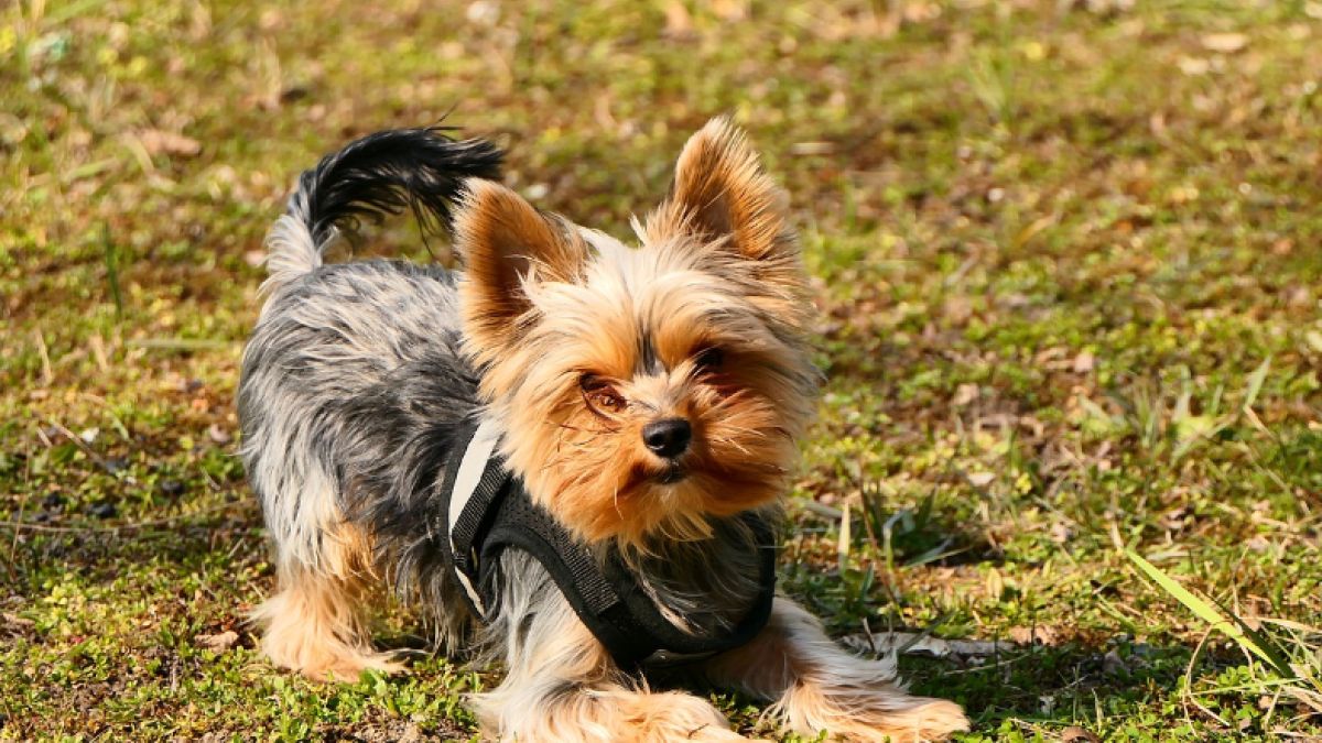 Yorka trzeba było uśpić