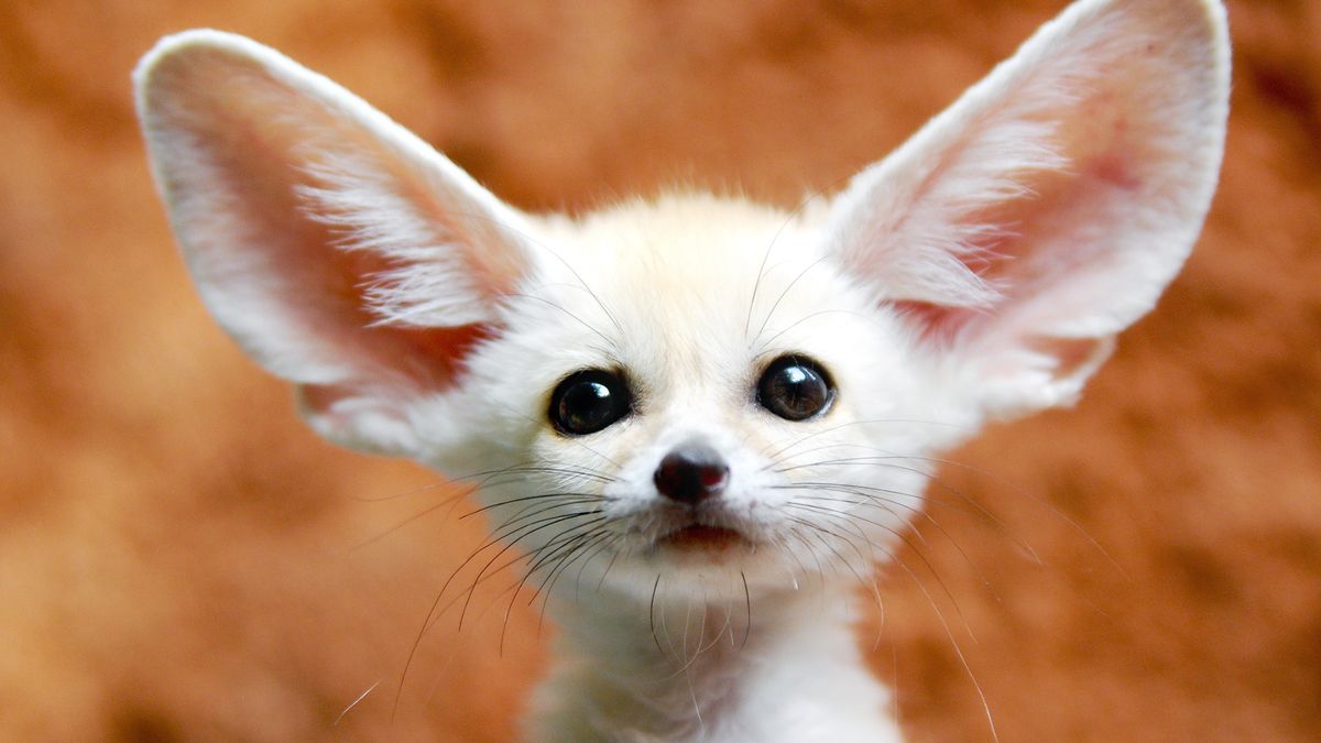 Fennec fox jest najmniejszym przedstawicielem rodziny psowatych