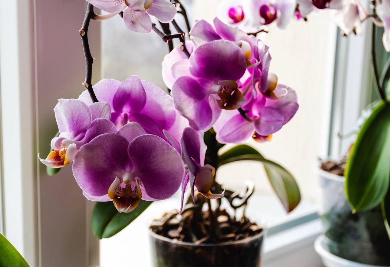 Homemade orchid fertilizer: Kitchen ingredients for vibrant blooms