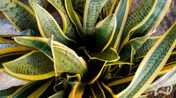 Najlepsza roślina do sypialni. NASA potwierdza jej właściwości