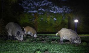 Coraz więcej dzików w Krakowie. Urzędnicy zapowiadają działania