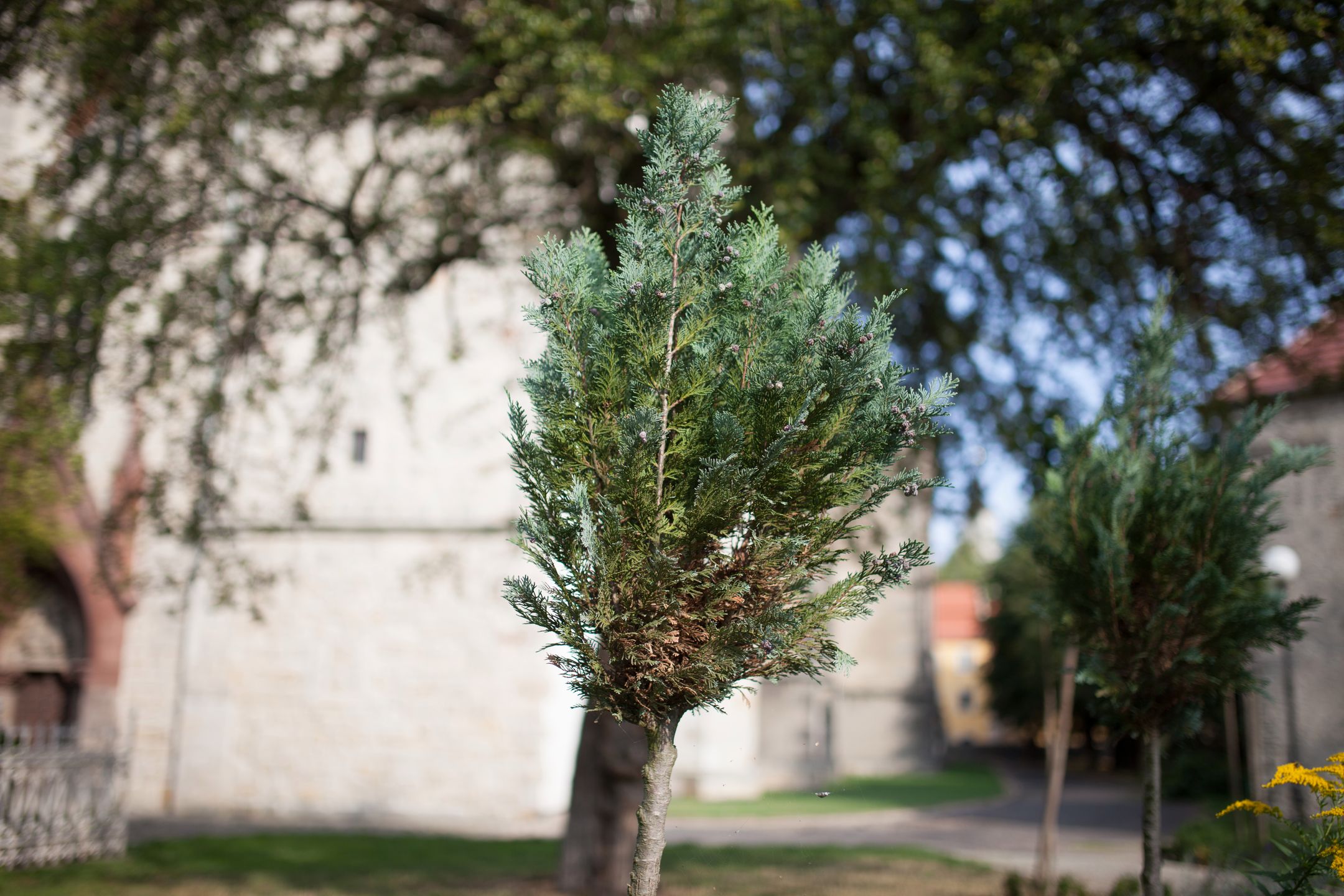 Sigma 35 mm f/1.4 ART DG HSM - od niej wszystko się zaczęło [recenzja] 16