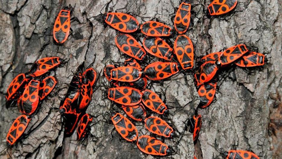 Budzą odrazę, ale nie wolno ich zabijać. Można pożałować