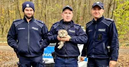 Niecodzienna interwencja. Policjanci uratowali puszczyka potrąconego przez samochód