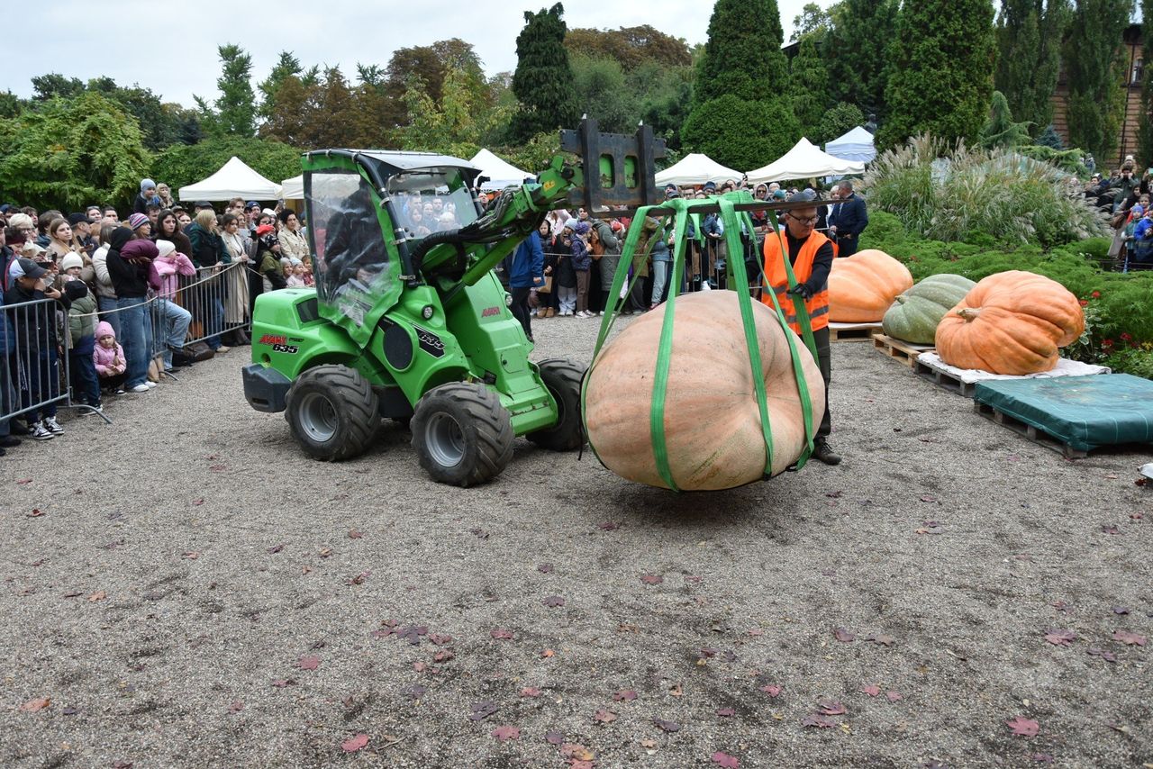 Wrocław: XXII Festiwal Dyni w Ogrodzie Botanicznym. Dyniowa królowa waży ponad 600 kilogramów