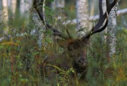 Dolny Śląsk. Piękna Dolina Baryczy. Czytała Krystyna Czubówna