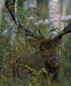 Dolny Śląsk. Piękna Dolina Baryczy. Czytała Krystyna Czubówna
