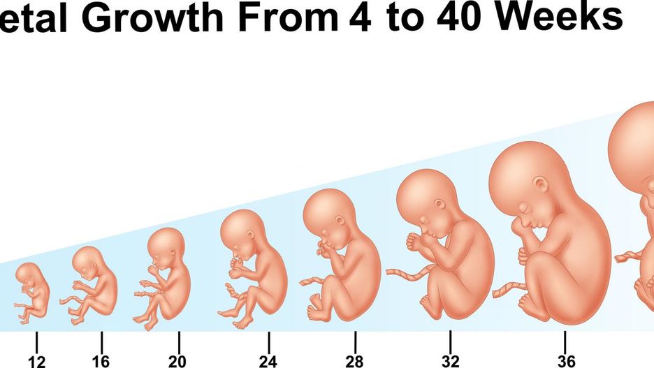 Fasolka, jabłko, a może melon? Wielkość płodu tydzień po tygodniu