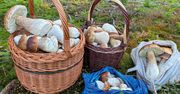 Specjalistka od grzybów zdradza, jak szybko zapełnić koszyki. Nie wystarczy patrzeć pod nogi