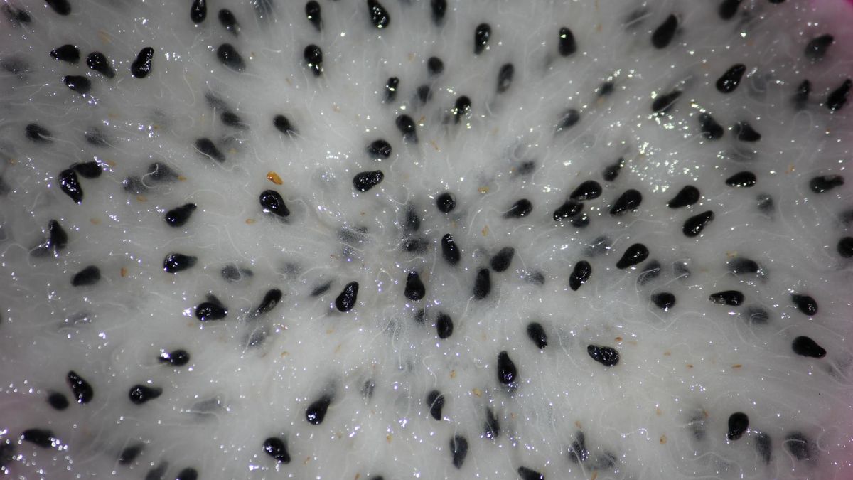 Smoczy owoc – piękny na zewnątrz, pełen korzyści zdrowotnych w środku