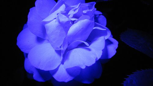 Polimer kształtowany światłem pomoże naśladować naturę 1