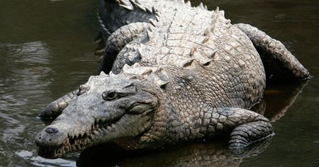 Pierwszy udokumentowany przypadek partenogenezy u krokodyli