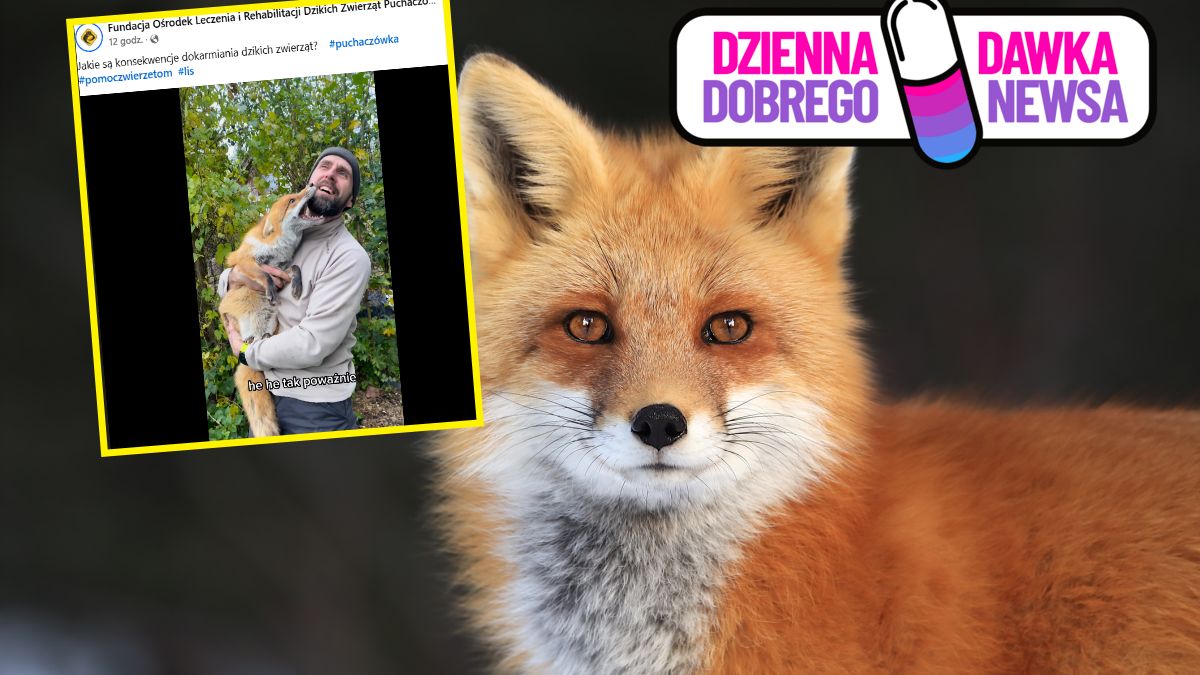 Nagranie z lisicą podbiło serca internautów