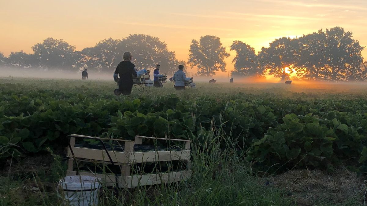 Gdzie na samozbiory?