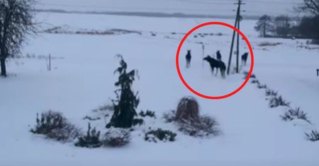 Odsłoniła rolety. I nagle taki widok. "Jakie było moje zdziwienie"