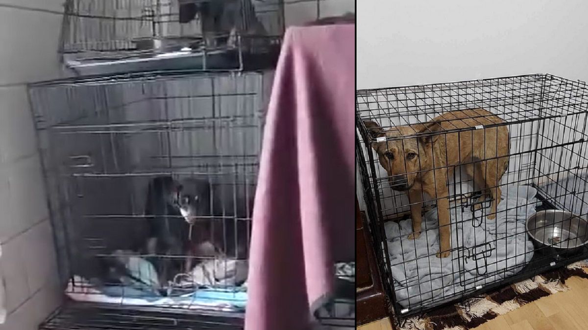 Psy mieszkały w tragicznych warunkach.