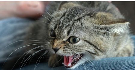 Dlaczego kot boi się obcych ludzi? To nie zawsze kwestia "charakteru"