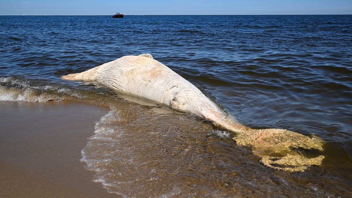 martwy wieloryb
Andrzej Jackowski
Bałtyk, fiszbinowy, morze bałtyckie, plaża, rezerwat, waleń, wieloryb, zwłoki