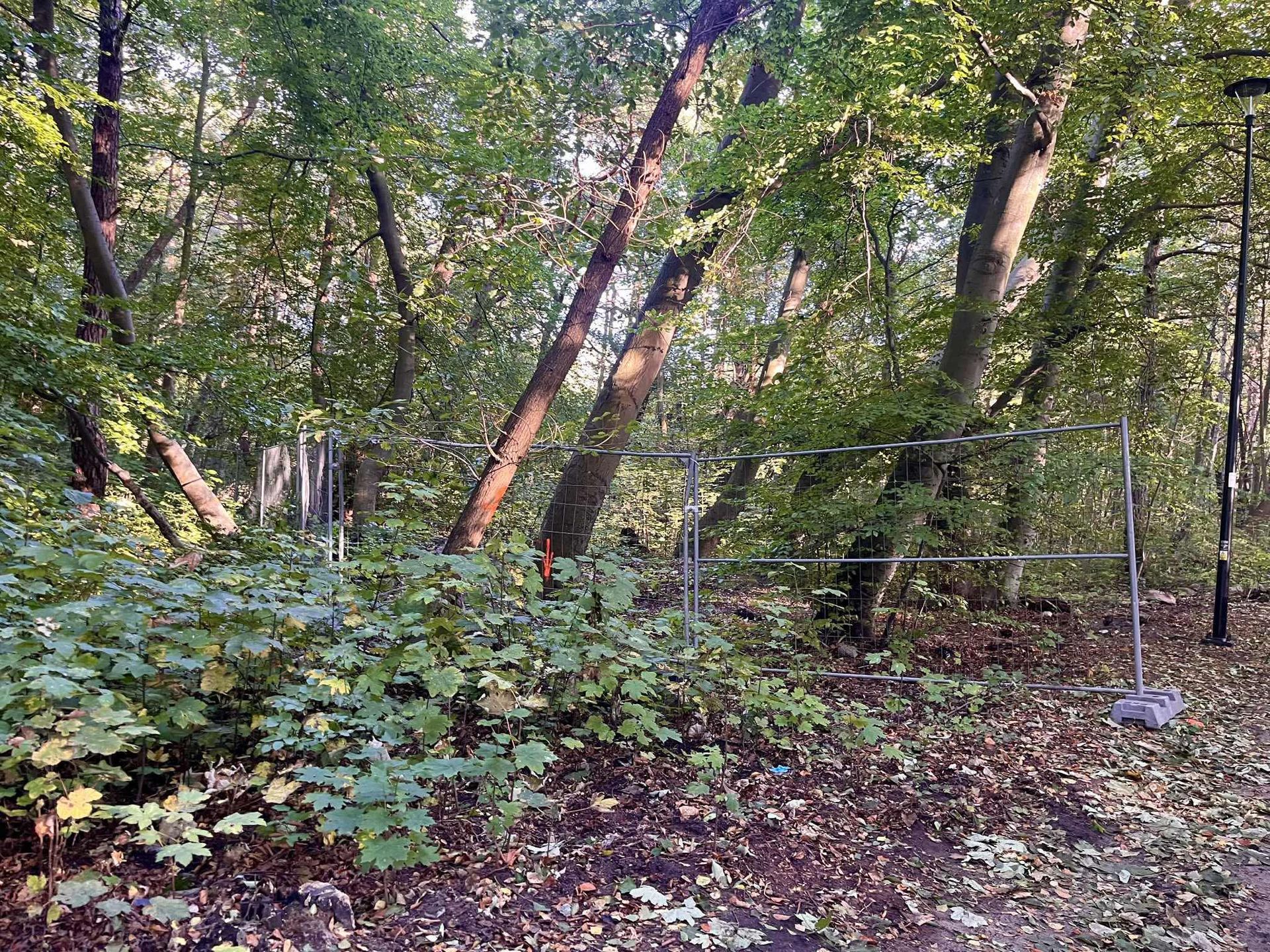 Na Helskim Cyplu planowana jest wycinka 433 drzew pod prywatną inwestycję