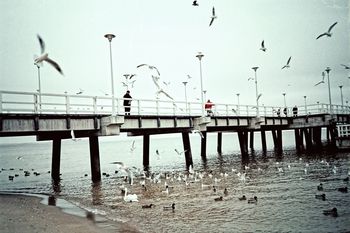 "Wysoce zjadliwa grypa ptaków". Sopocki magistrat apeluje