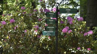 Wałbrzych: Przy Zamku Książ kwitną cudowne rododendrony