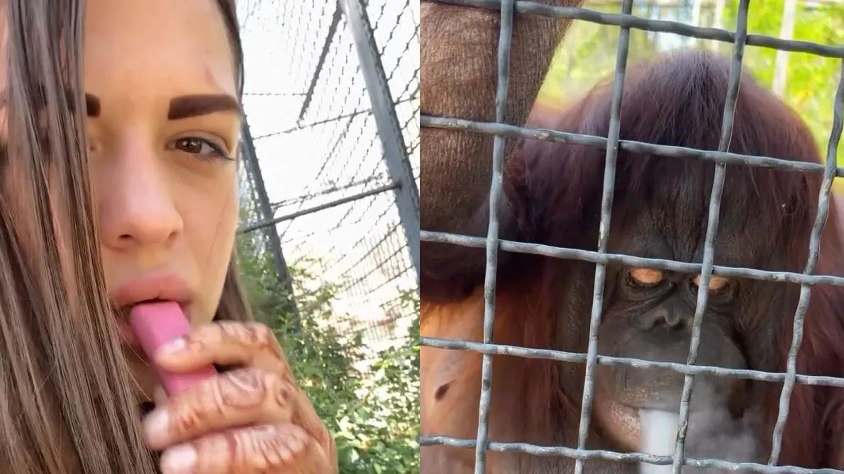 Rosjanka "częstuje" orangutana e-papierosem