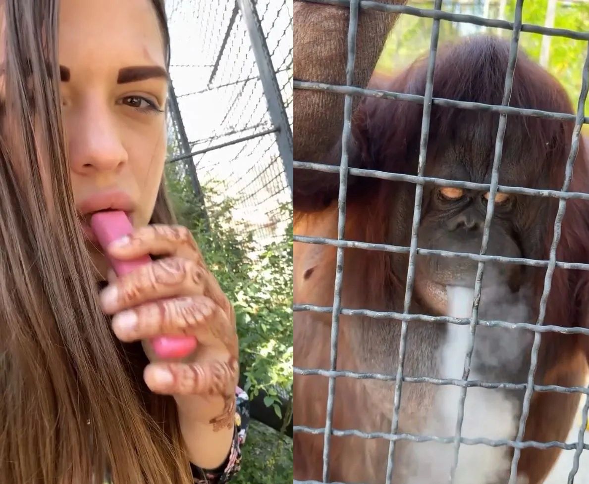 Rosjanka poszła do ZOO. Pokazała orangutana. Wywołała gniew