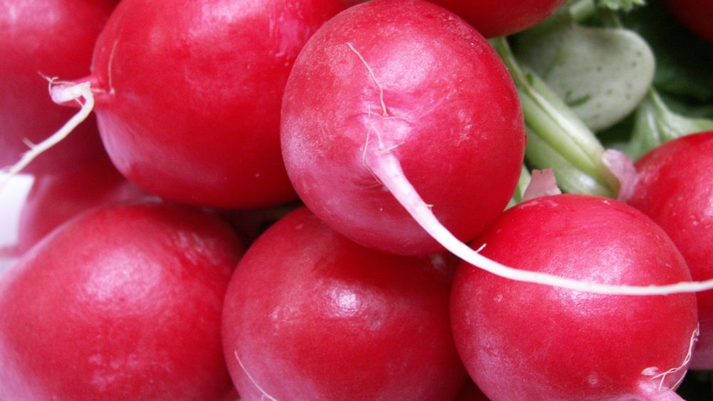 Rzodkiewkę warto jeść codziennie. Organizm ci podziękuje (WIDEO)