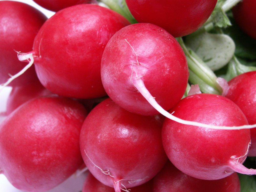 Rzodkiewkę warto jeść codziennie. Organizm ci podziękuje (WIDEO)