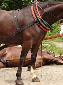 Activists criticise Civic Coalition MPs over lack of plan for Morskie Oko horses