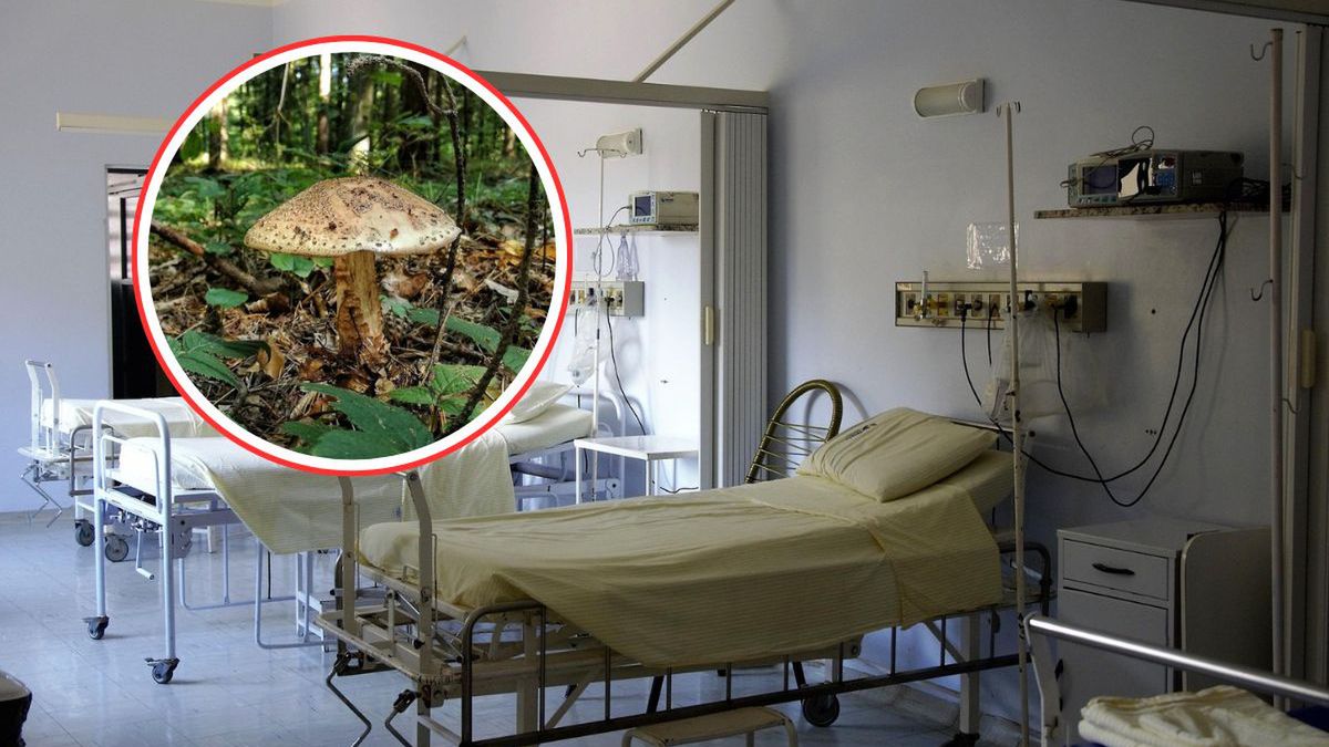 Tragiczne zatrucie grzybami