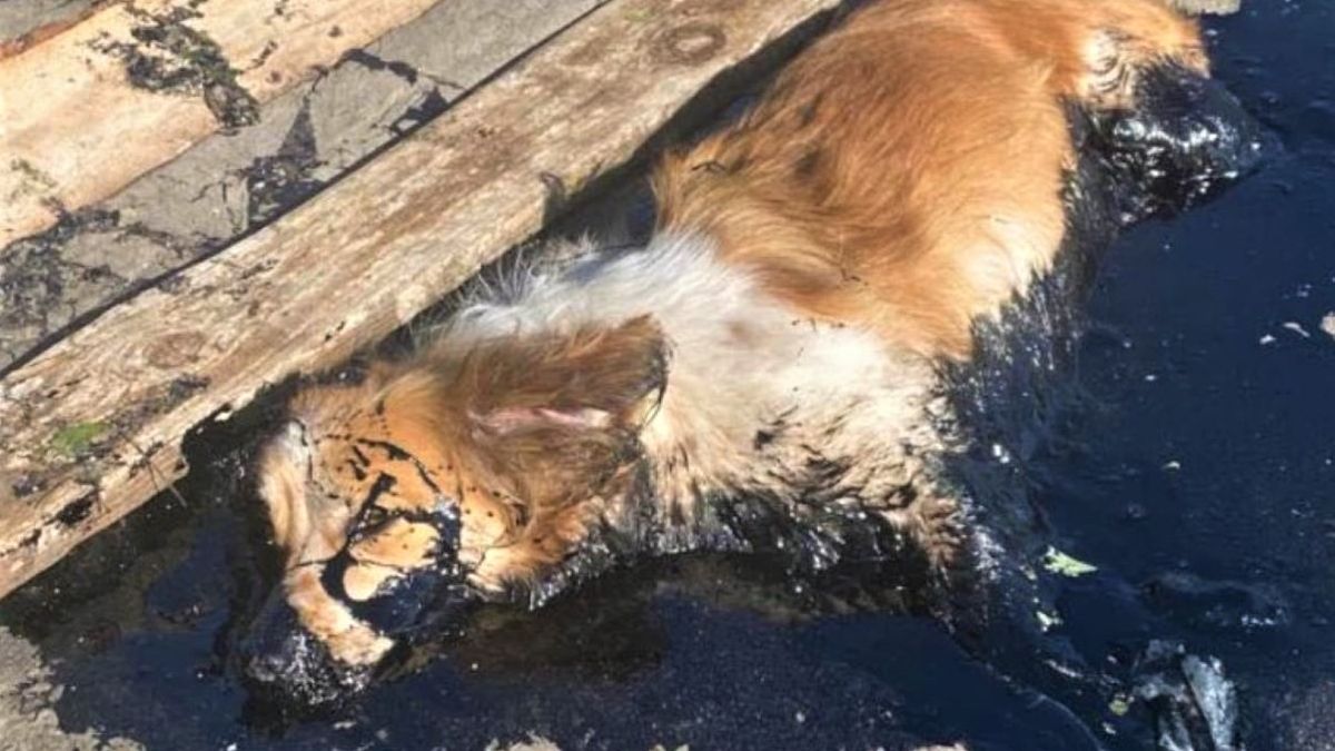 Psy ugrzęzły w smole 