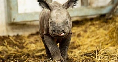 Wrocław. Witaj, Promyku Słońca. Nosorożka z zoo ma już imię