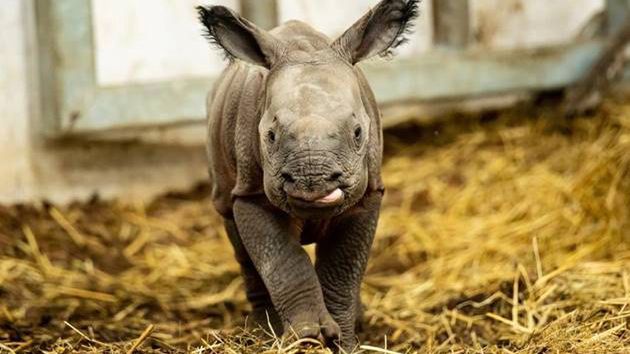 Wrocław. Mała samiczka nosorożca ma już imię. Będzie nazywała się Kiran, co po indyjsku znaczy Promyk Słońca