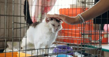 Polacy boją się adoptować psy i koty. 36 proc. wskazuje na ten sam problem